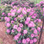 Rhododendron – Roseum Elegans – #2 Container